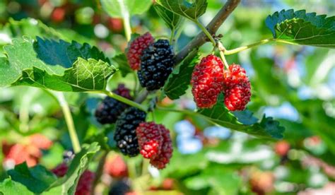 where to buy fresh mulberries